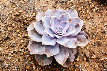 Panda Plant or Pussy