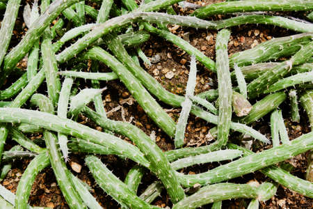 Senecio pendulus(Asteraceae)