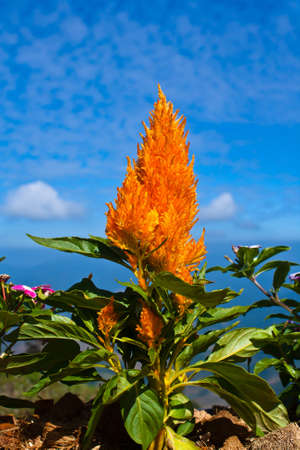 Plumed cockscomb flowers with blue skyの写真素材