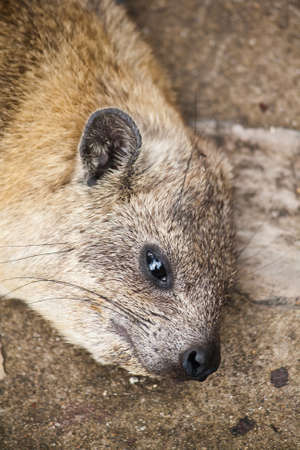Rock hyraxの写真素材