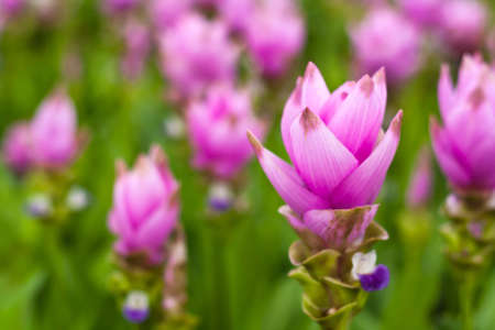 Field of siam tulip flowersの写真素材