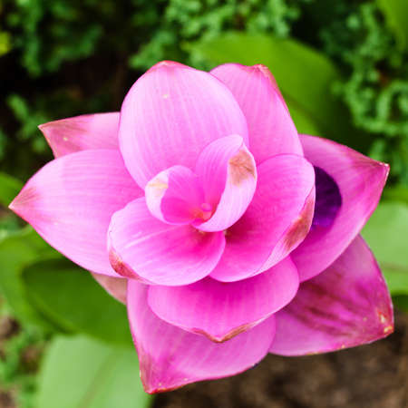 Field of siam tulip flowersの写真素材