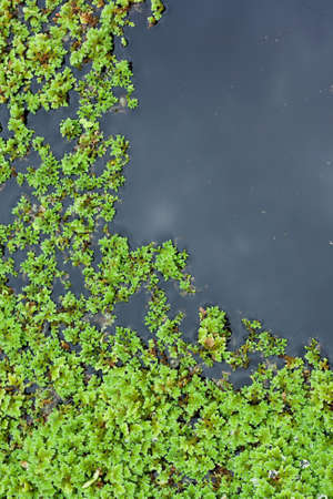 Aquatic plant