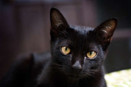 portrait of a black cat on a blurry backgroundの写真素材