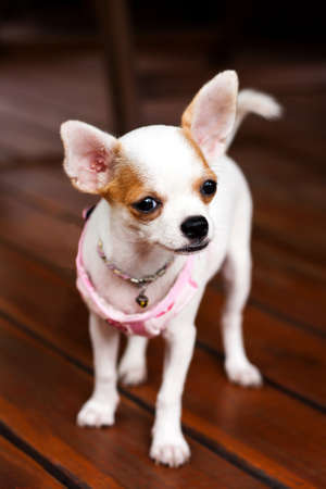 Chihuahua dogの写真素材