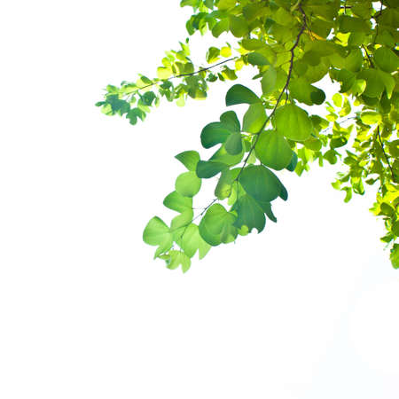 green leaf isolated on white background shallow dof
