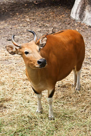 banteng