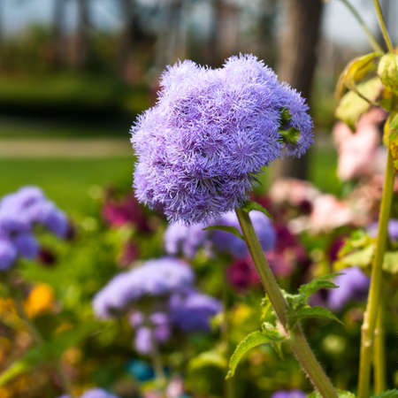 Flossflower in the garden.Shallow depth of field.