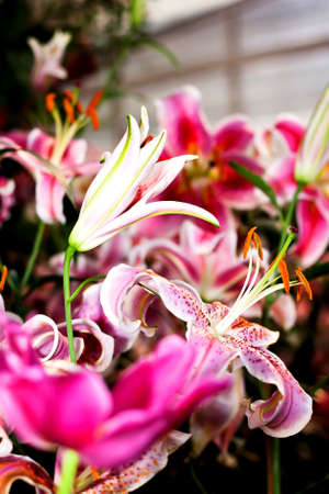 Pink liliesの写真素材