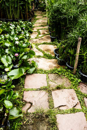 The path in the garden.の写真素材