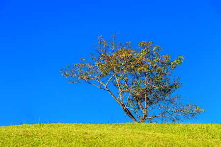 Field and tree against blue skyの写真素材