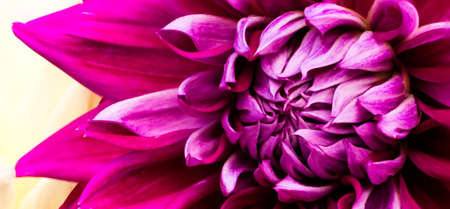 Close-up pink flower の写真素材