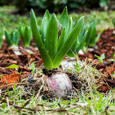 seedling plantation of hyacinth