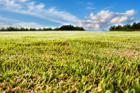 field of spring grass against blue sky with cloud.Shallow DOFの写真素材