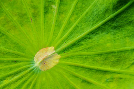 texture of water lily green leaf 