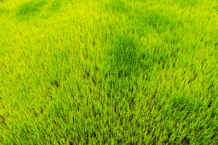 Rice field texture の写真素材