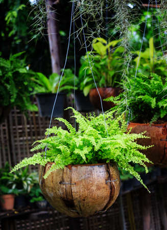 Ferns growing in coconut shell,garden designの写真素材