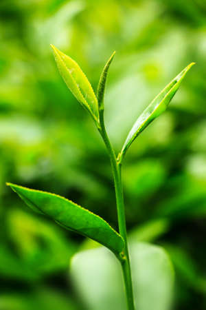 Close-up fresh tea leaves in plantationの写真素材