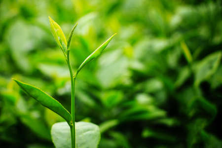 Fresh tea leaves in plantationの写真素材