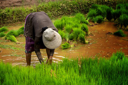 rice paddy の写真素材