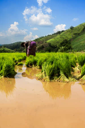 rice paddy の写真素材