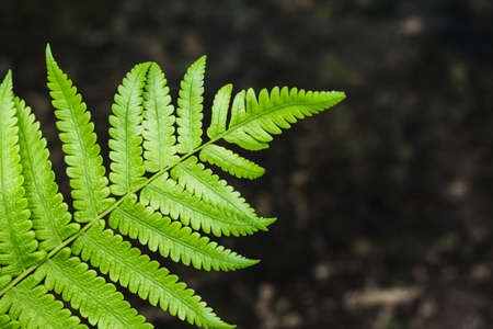 fern leaf isolated on abstract backgroundの写真素材