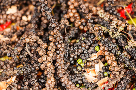 Close-up branch of dried peppersの写真素材