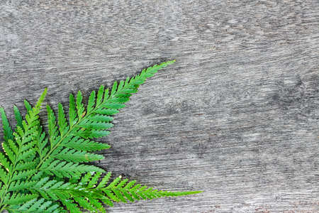 Green fern leaf border on woodの写真素材
