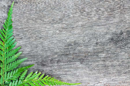 Green fern leaf border on woodの写真素材