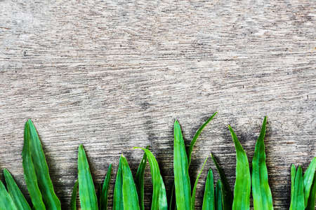 Green leaves on wood backgroundの写真素材