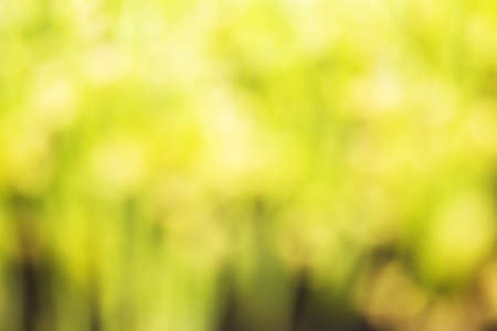 Nature green bokeh background.の写真素材