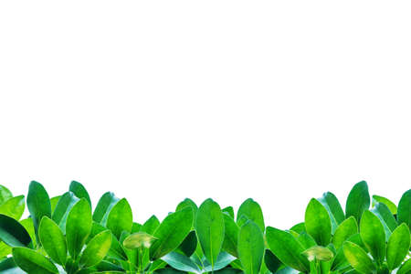 Green leaves border isolated on white background.の写真素材