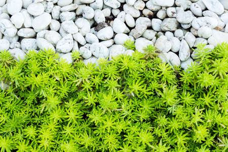Green leaves with stone background.の写真素材