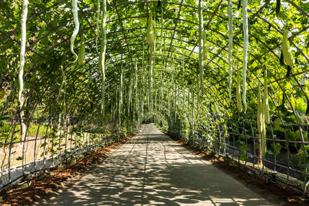 Cave of various vegetable.の写真素材