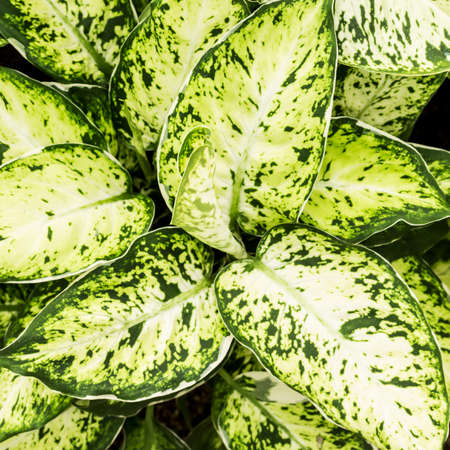 Close up Leaves backgroundの写真素材