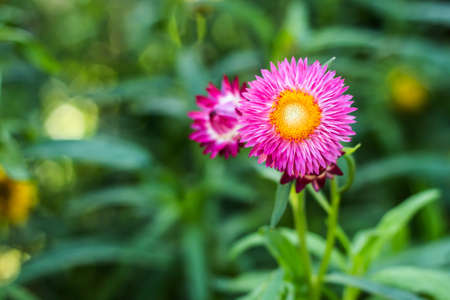 Bracted Strawflower,Paper Daisy,Everlasting Daisyの写真素材