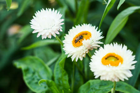 Bracted Strawflower,Paper Daisy,Everlasting Daisyの写真素材
