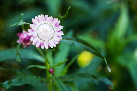 Bracted Strawflower,Paper Daisy,Everlasting Daisyの写真素材