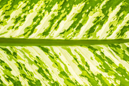 Green leaf textureの写真素材