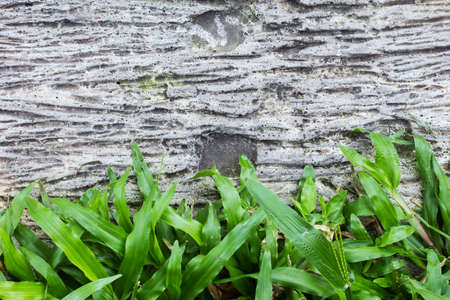 Fresh grass against grungy concrete wall can used as background.の写真素材