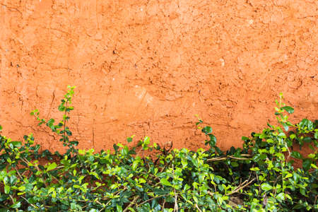 Fresh grass against orange concrete wall can used as background.の写真素材