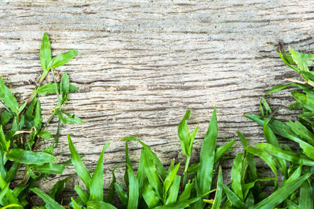 Fresh grass against grungy concrete wall can used as background.の写真素材
