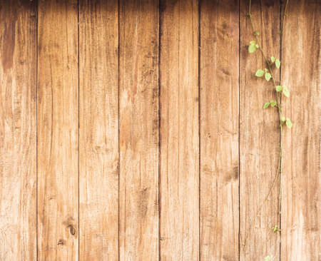 Ivy against grunge wood panels are vertical alignment.の写真素材