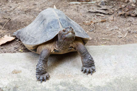 Turtleの写真素材
