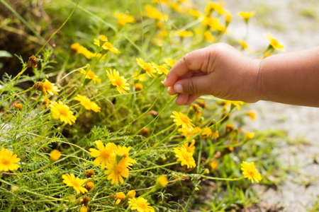 A female child is picking yellow flowers in a meadow during summer.の写真素材