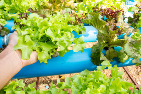 Hydroponic vegetable in farm. Lettuce in hand.の写真素材