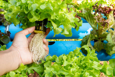 Hydroponic vegetable in farm. Lettuce in hand.の写真素材