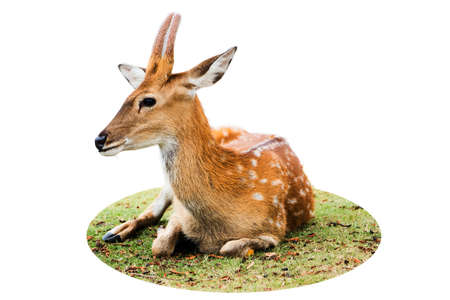 Deer isolated on white background.の写真素材