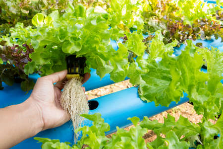 Hydroponic vegetable in farm. Lettuce in hand.の写真素材