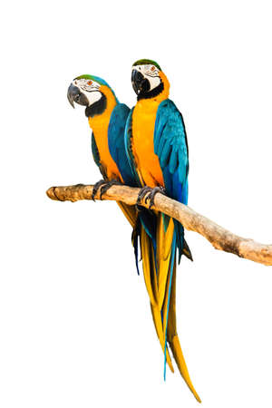 Couple Macaw Parrot isolated on white background